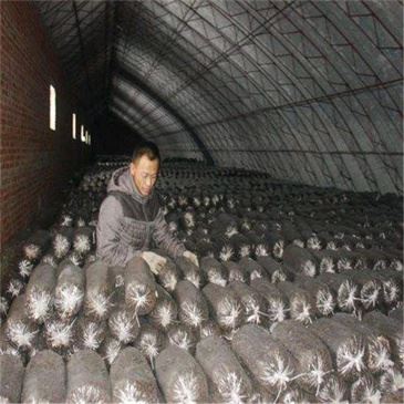 new-type-of-mushroom-bag-separator