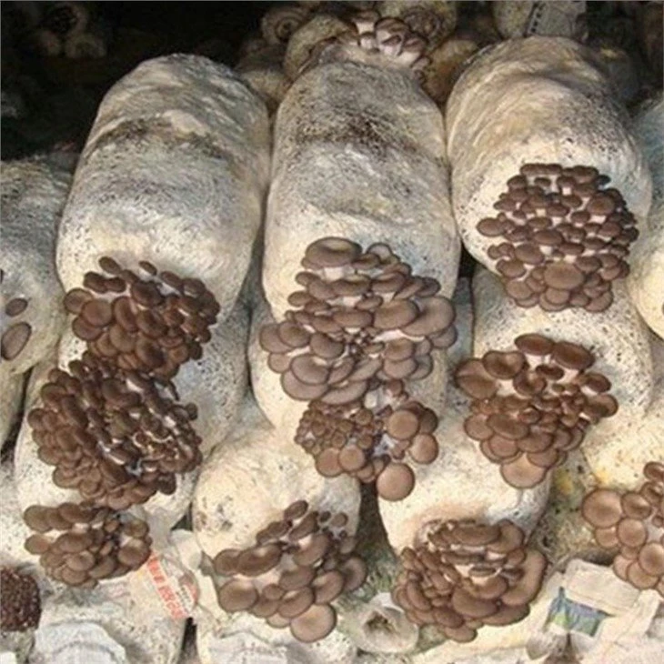automatic mushroom bagging machine (3)